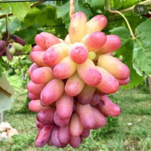 Manikür Finger Üzümü