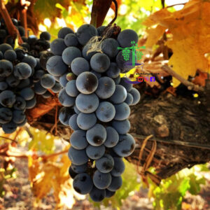 Prima Tüplü Asma Fidanı