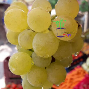 Tarsus Beyazı Tüplü Asma Fidanı