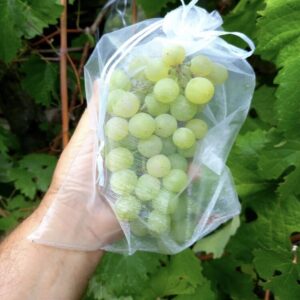 Üzüm Koruma Torbası 25 Adet